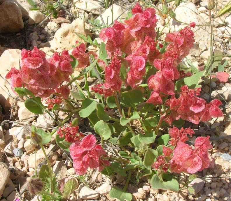 Rumex_vesicarius_Montana_Bermeja (2).jpg